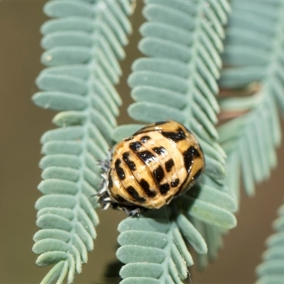 Harmonia conformis (Common Spotted Ladybird) at Yarralumla, ACT - 11 Nov 2025 by AlisonMilton