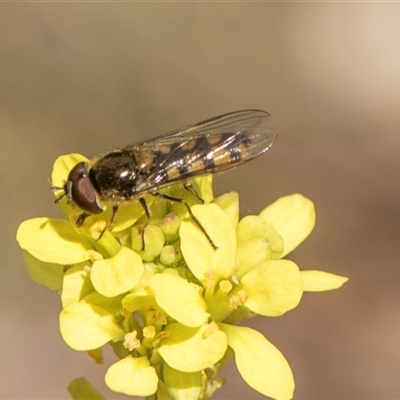 Melangyna viridiceps (Hover fly) at Yarralumla, ACT - 11 Nov 2025 by AlisonMilton