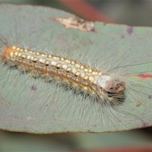 Uraba lugens (Gumleaf Skeletonizer) at Yarralumla, ACT - 11 Nov 2025 by AlisonMilton