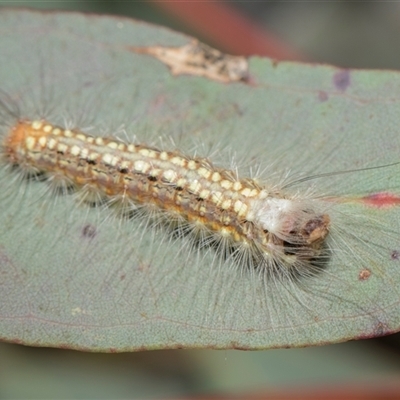 Uraba lugens (Gumleaf Skeletonizer) at Yarralumla, ACT - 11 Nov 2025 by AlisonMilton