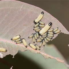 Paropsisterna cloelia (Eucalyptus variegated beetle) at Yarralumla, ACT - 11 Nov 2025 by AlisonMilton