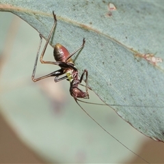 Torbia viridissima (Gum Leaf Katydid) at Yarralumla, ACT - 11 Nov 2025 by AlisonMilton