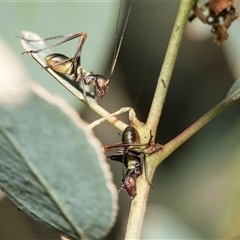 Torbia viridissima (Gum Leaf Katydid) at Yarralumla, ACT - 11 Nov 2025 by AlisonMilton