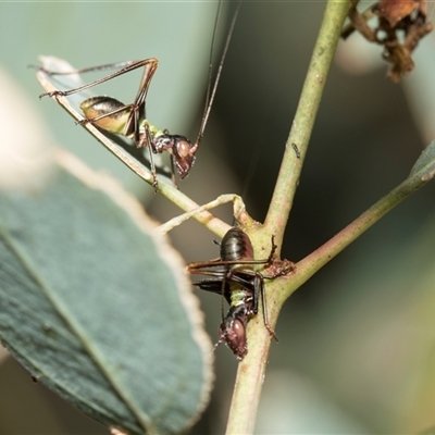Torbia viridissima (Gum Leaf Katydid) at Yarralumla, ACT - 11 Nov 2025 by AlisonMilton