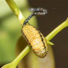 Gonipterini sp. (tribe) (A weevil) at Yarralumla, ACT - 11 Nov 2025 by AlisonMilton