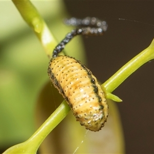 Gonipterini sp. (tribe) (A weevil) at Yarralumla, ACT - 11 Nov 2025 by AlisonMilton