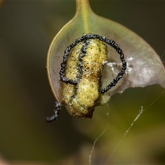 Gonipterini sp. (tribe) (A weevil) at Yarralumla, ACT - 11 Nov 2025 by AlisonMilton