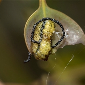 Gonipterini sp. (tribe) (A weevil) at Yarralumla, ACT - 11 Nov 2025 by AlisonMilton