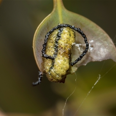 Gonipterini sp. (tribe) (A weevil) at Yarralumla, ACT - 11 Nov 2025 by AlisonMilton