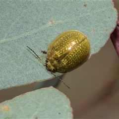 Paropsisterna cloelia (Eucalyptus variegated beetle) at Yarralumla, ACT - 11 Nov 2025 by AlisonMilton