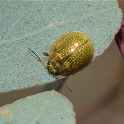 Paropsisterna cloelia (Eucalyptus variegated beetle) at Yarralumla, ACT - 11 Nov 2025 by AlisonMilton