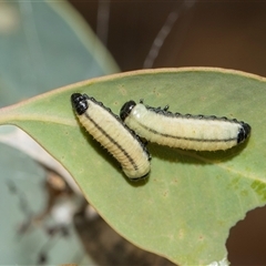 Paropsisterna cloelia (Eucalyptus variegated beetle) at Yarralumla, ACT - 11 Nov 2025 by AlisonMilton