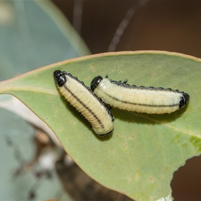 Paropsisterna cloelia (Eucalyptus variegated beetle) at Yarralumla, ACT - 11 Nov 2025 by AlisonMilton