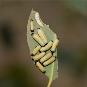Paropsis atomaria (Eucalyptus leaf beetle) at Yarralumla, ACT - 11 Nov 2025 by AlisonMilton