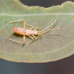 Heteroptera (suborder) at Yarralumla, ACT - 11 Nov 2025 by AlisonMilton