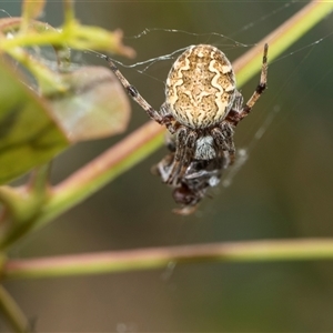Salsa fuliginata at Yarralumla, ACT - 11 Nov 2025 by AlisonMilton