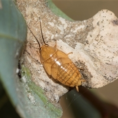 Ellipsidion australe at Yarralumla, ACT - 11 Nov 2025 by AlisonMilton