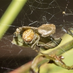 Unverified Orb-weaving spider (several families) at Yarralumla, ACT - 11 Nov 2025 by AlisonMilton
