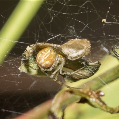 Unverified Orb-weaving spider (several families) at Yarralumla, ACT - 11 Nov 2025 by AlisonMilton