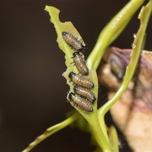Paropsisterna beata (Blessed Leaf Beetle) at Yarralumla, ACT - 11 Nov 2025 by AlisonMilton