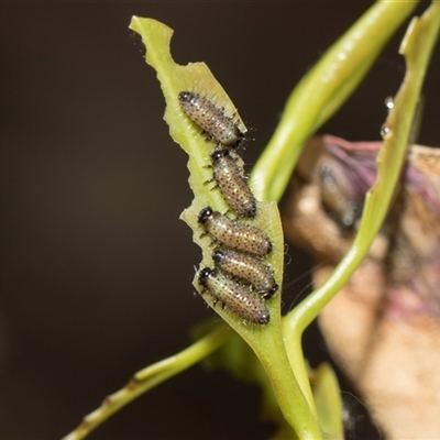 Paropsisterna beata (Blessed Leaf Beetle) at Yarralumla, ACT - 11 Nov 2025 by AlisonMilton