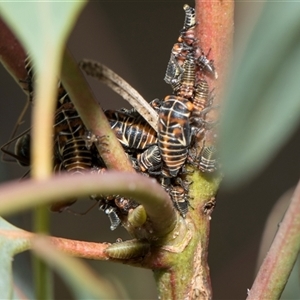 Eurymeloides pulchra (Gumtree hopper) at Yarralumla, ACT - 11 Nov 2025 by AlisonMilton