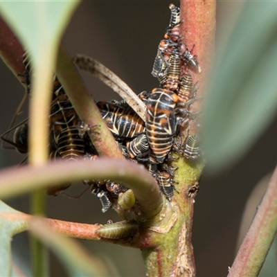 Eurymeloides pulchra (Gumtree hopper) at Yarralumla, ACT - 11 Nov 2025 by AlisonMilton