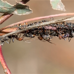 Eurymeloides pulchra (Gumtree hopper) at Yarralumla, ACT - 11 Nov 2025 by AlisonMilton