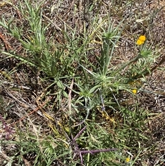 Eryngium ovinum (Blue Devil) at Jerrabomberra, NSW - 16 Nov 2025 by SteveBorkowskis