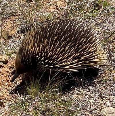 Tachyglossus aculeatus (Short-beaked Echidna) at Jerrabomberra, NSW - 16 Nov 2025 by SteveBorkowskis