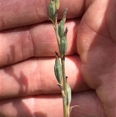 Unverified Orchid at Tharwa, ACT - Today by Scottscritters