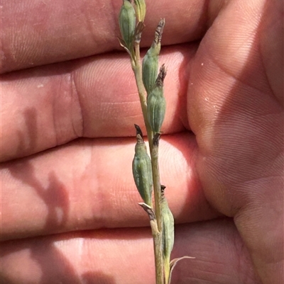 Unverified Orchid at Tharwa, ACT - Today by Scottscritters