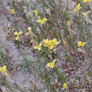 Goodenia pinnatifida at Yarralumla, ACT - 11 Nov 2025 by AlisonMilton