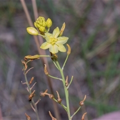Bulbine glauca (Rock Lily) at Yarralumla, ACT - 11 Nov 2025 by AlisonMilton