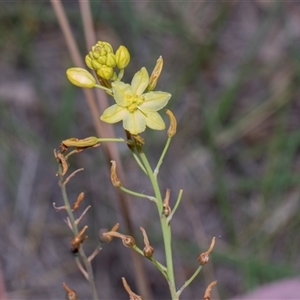 Bulbine glauca at Yarralumla, ACT - 11 Nov 2025 by AlisonMilton
