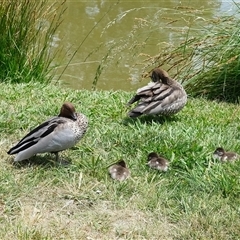 Chenonetta jubata by TrishGungahlin