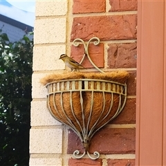 Pardalotus striatus (Striated Pardalote) at Gungahlin, ACT - 16 Nov 2025 by TrishGungahlin