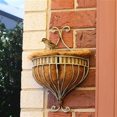 Pardalotus striatus (Striated Pardalote) at Gungahlin, ACT - 16 Nov 2025 by TrishGungahlin