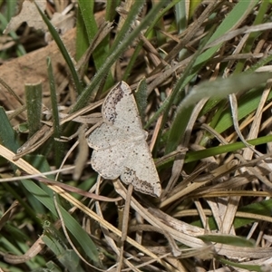 Taxeotis intextata (Looper Moth, Grey Taxeotis) at Yarralumla, ACT - 11 Nov 2025 by AlisonMilton