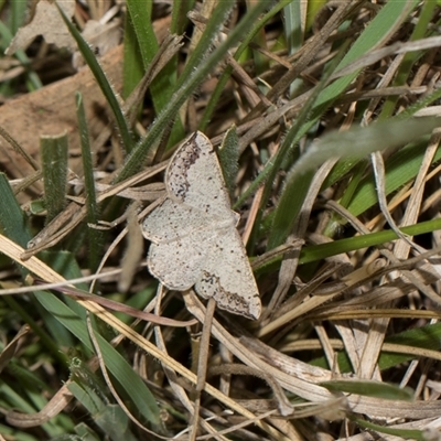 Taxeotis intextata (Looper Moth, Grey Taxeotis) at Yarralumla, ACT - 11 Nov 2025 by AlisonMilton