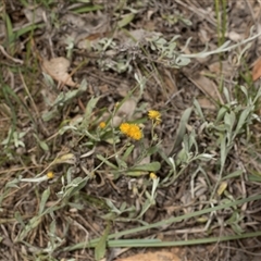 Chrysocephalum apiculatum (Common Everlasting) at Yarralumla, ACT - 11 Nov 2025 by AlisonMilton