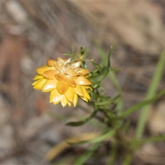 Xerochrysum viscosum (Sticky Everlasting) at Yarralumla, ACT - 11 Nov 2025 by AlisonMilton