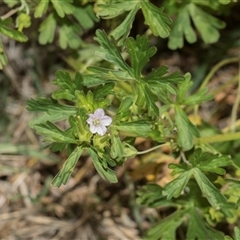 Geranium (genus) (Geranium) at Yarralumla, ACT - 11 Nov 2025 by AlisonMilton