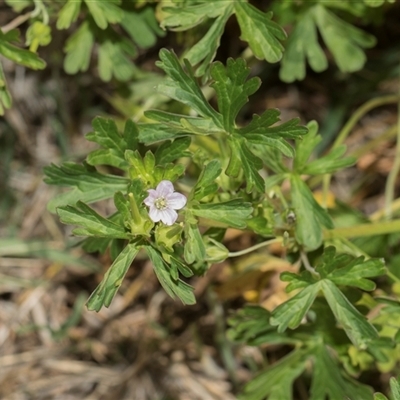 Geranium (genus) (Geranium) at Yarralumla, ACT - 11 Nov 2025 by AlisonMilton