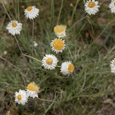 Leucochrysum albicans subsp. tricolor (Hoary Sunray) at Yarralumla, ACT - 11 Nov 2025 by AlisonMilton