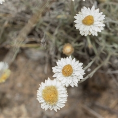 Leucochrysum albicans subsp. tricolor (Hoary Sunray) at Yarralumla, ACT - 11 Nov 2025 by AlisonMilton