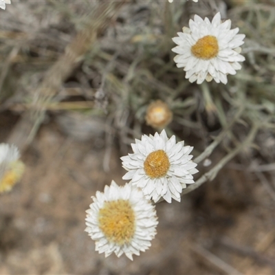 Leucochrysum albicans subsp. tricolor (Hoary Sunray) at Yarralumla, ACT - 11 Nov 2025 by AlisonMilton