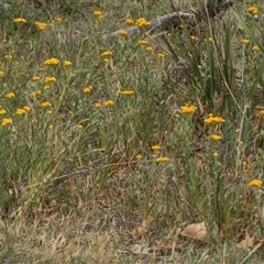 Chrysocephalum apiculatum (Common Everlasting) at Yarralumla, ACT - 11 Nov 2025 by AlisonMilton