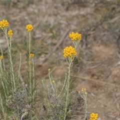 Chrysocephalum semipapposum (Clustered Everlasting) at Yarralumla, ACT - 11 Nov 2025 by AlisonMilton