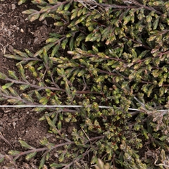 Kunzea muelleri (Yellow Kunzea) at Snowy Plain, NSW - 9 Nov 2025 by ConBoekel